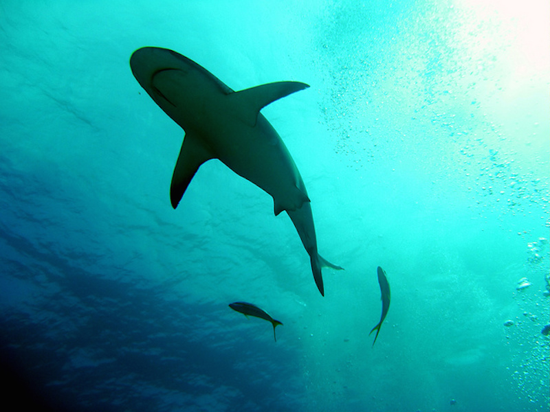 Scientists Kick Off Largest Shark Census To Spark Conservation Efforts To Protect The Predators