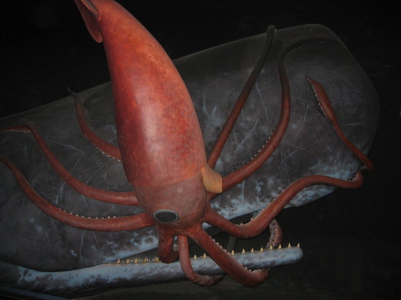 Giant squid museum display