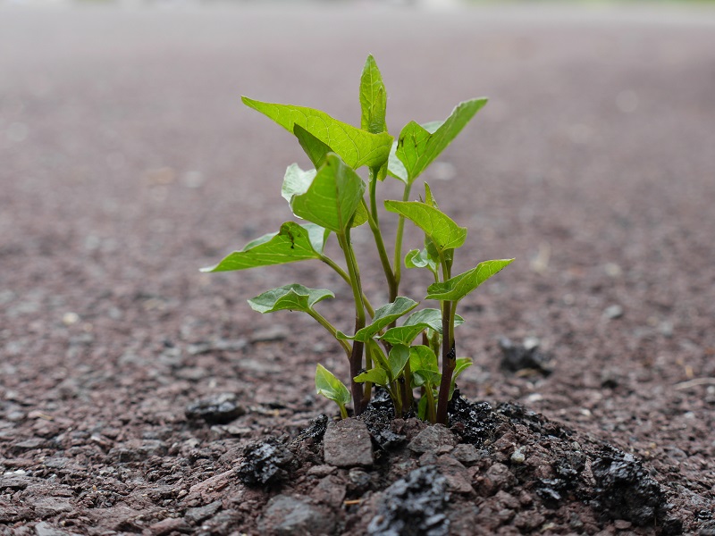 Study Shows Plants Exhibit Animal Like Signals Despite Lack Of Nervous System Tech Times