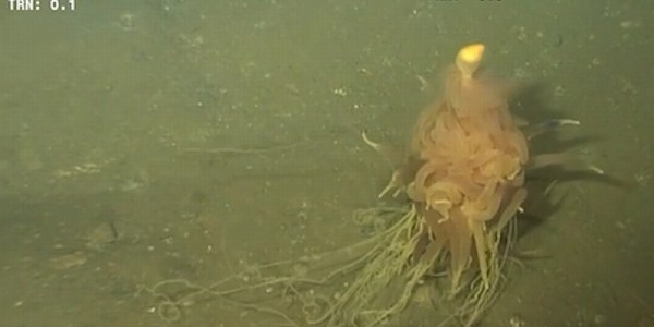 Flying Spaghetti Monster Giant Siphonophore Flying Spaghetti Monster Caught On Camera This Deep Sea Alien Leads A Bizarre Life Tech Times