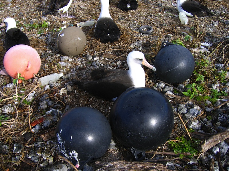 Seabirds nesting in plastic debris - USFWS - Pacific Region