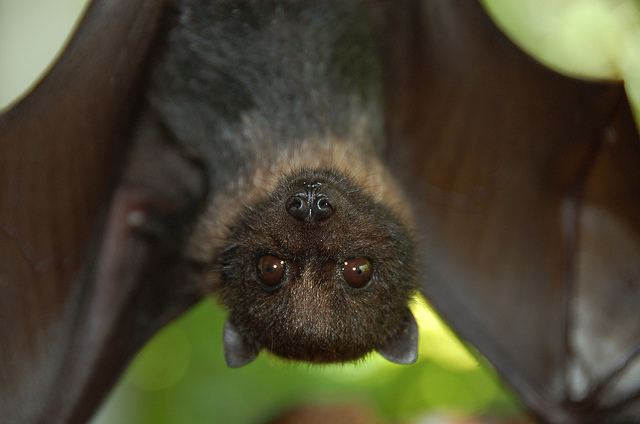 Juvenile Mariana Fruit Bat