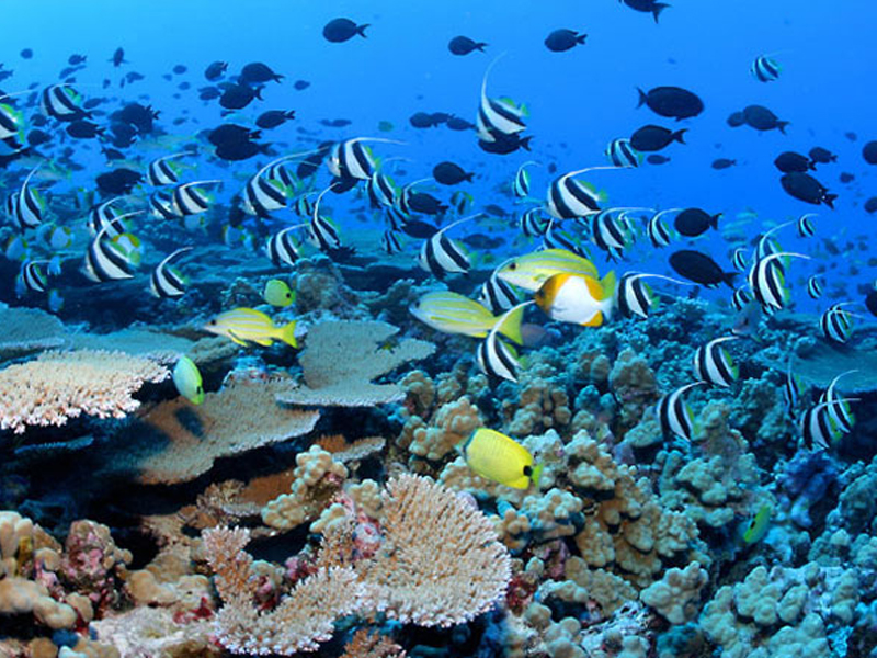 Coral reefs in Hawaii
