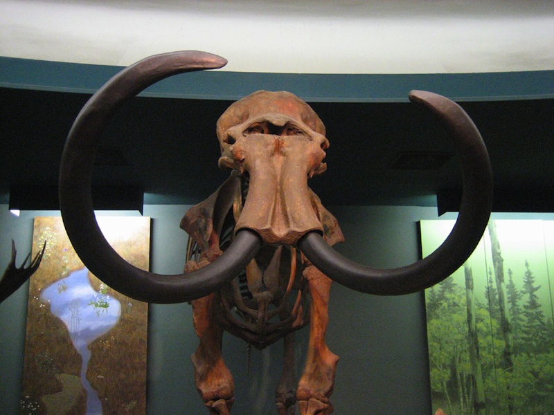 Fossilized Woolly Mammoth 