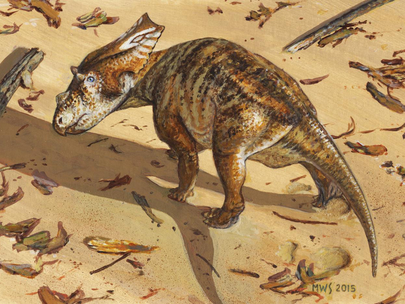 Baby Chasmosaurus