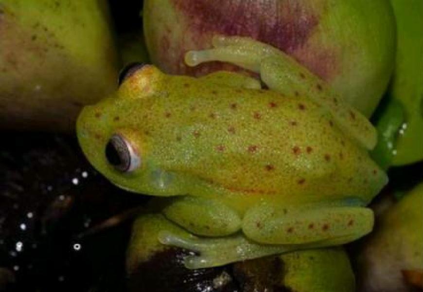 South American polka dotted tree frog 