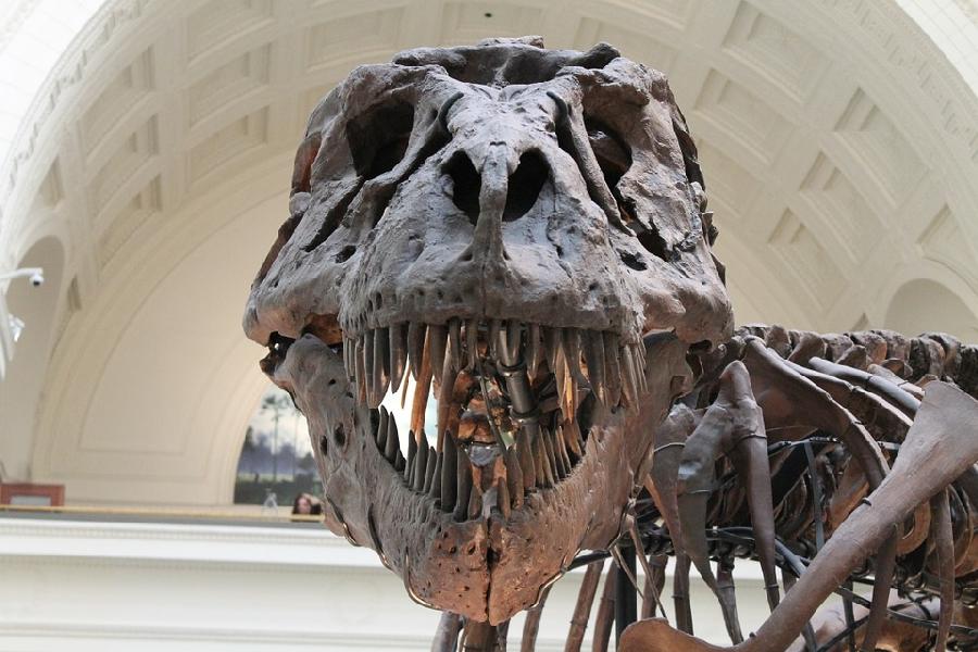 T-rex Skull