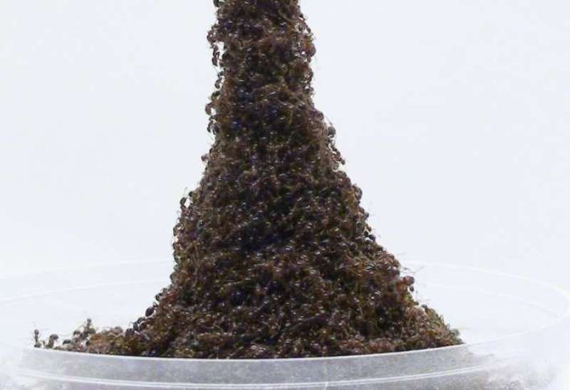 Ant tower