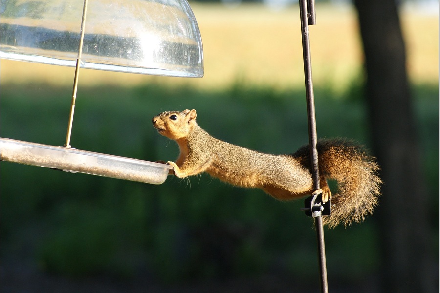 Squirrels Remember How To Solve Problems For Up To Two Years