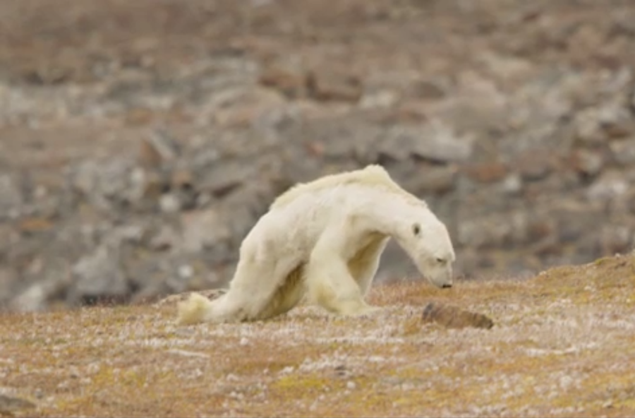 Starving Polar Bear