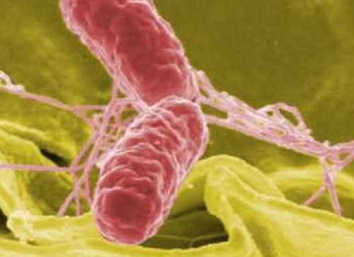 Salmonella Typhi, The Bacterium Behind Typhoid Fever