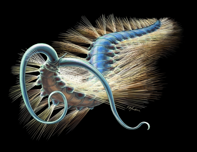 Artist Rendering Of The 508-Million-Year-Old Worm Kootenayscolex Barbarensis