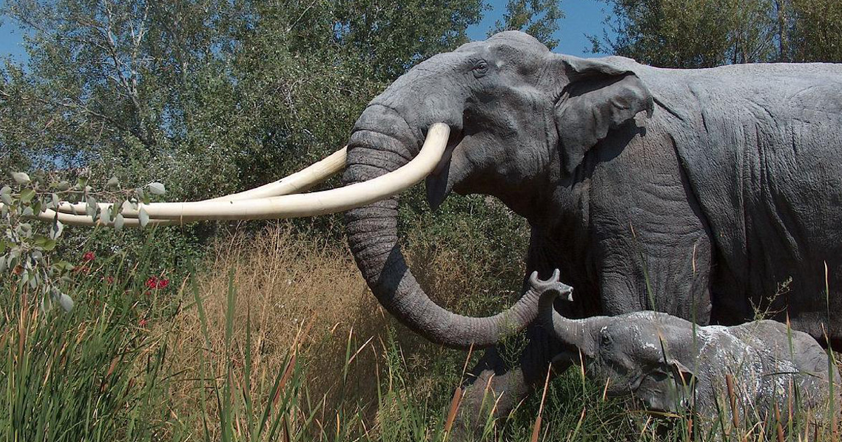 DNA Analysis Reveals Interbreeding Among Woolly Mammoth And Other