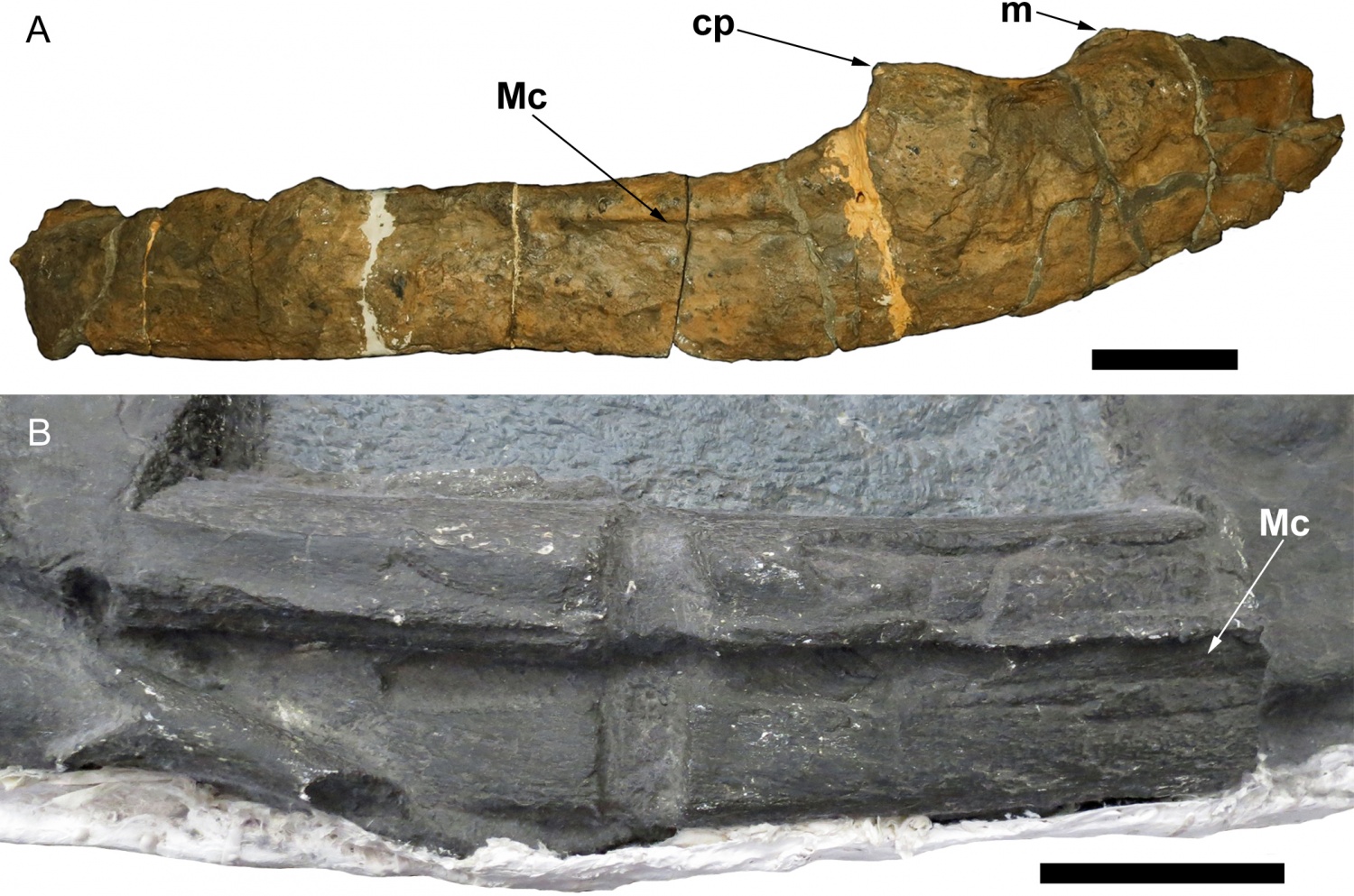 ichthyosaur fossils 