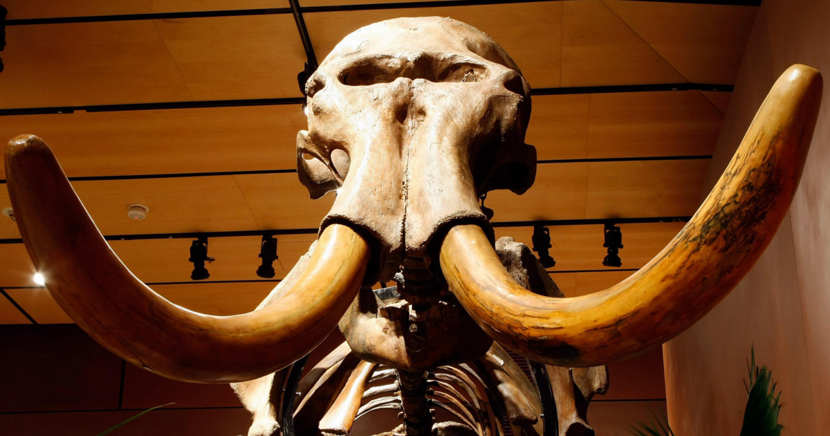 Scientists Might Create Mammoth-Elephant Hybrid After 'Resurrecting' 44