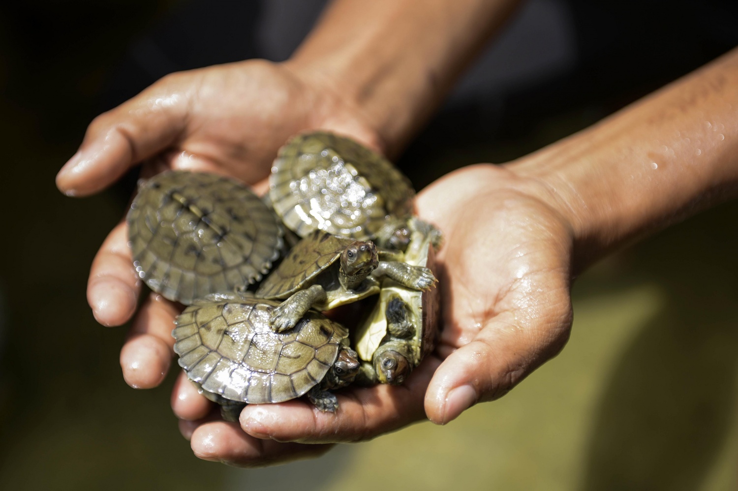 Turtle Hatchlings