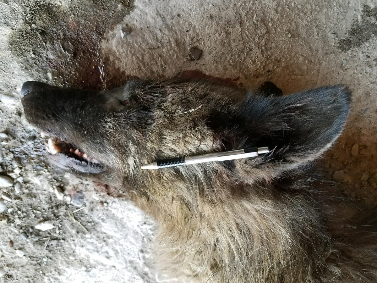Wolf-like creature killed in Montana