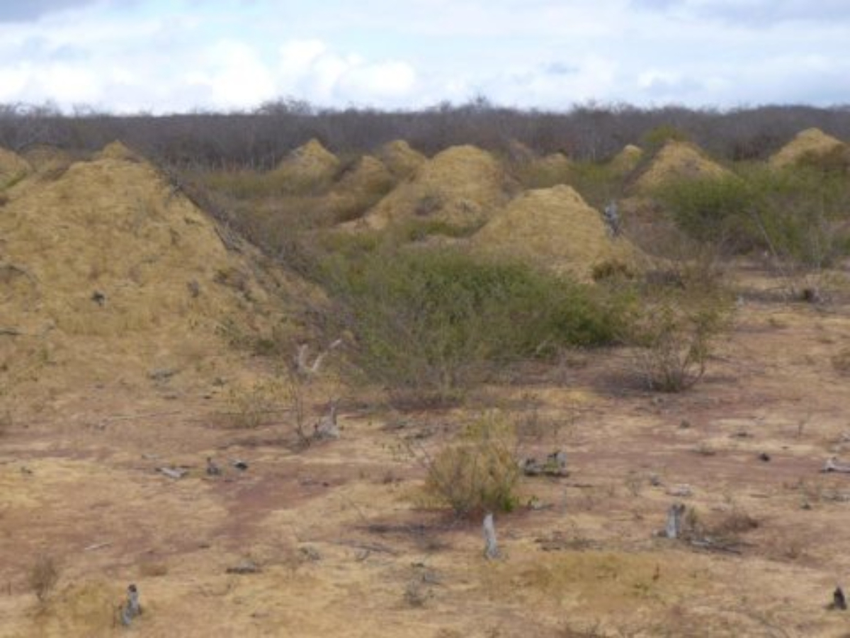 Termite Mound Site In Brazil