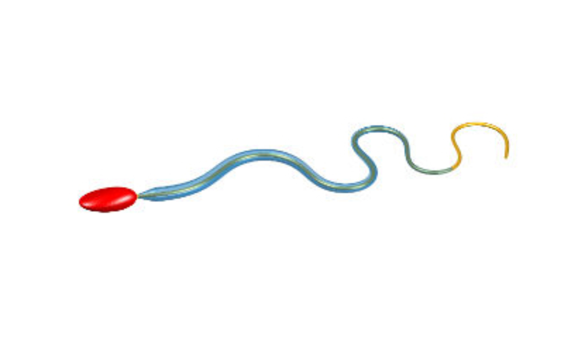 Sperm Structure
