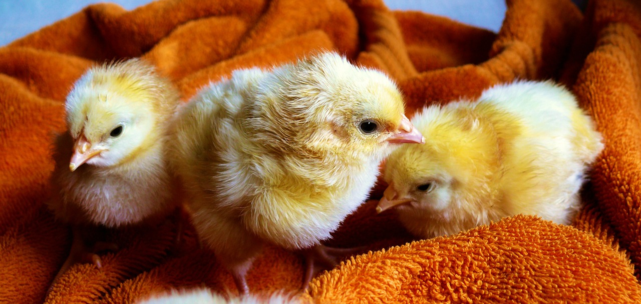 Fluffy Chicks