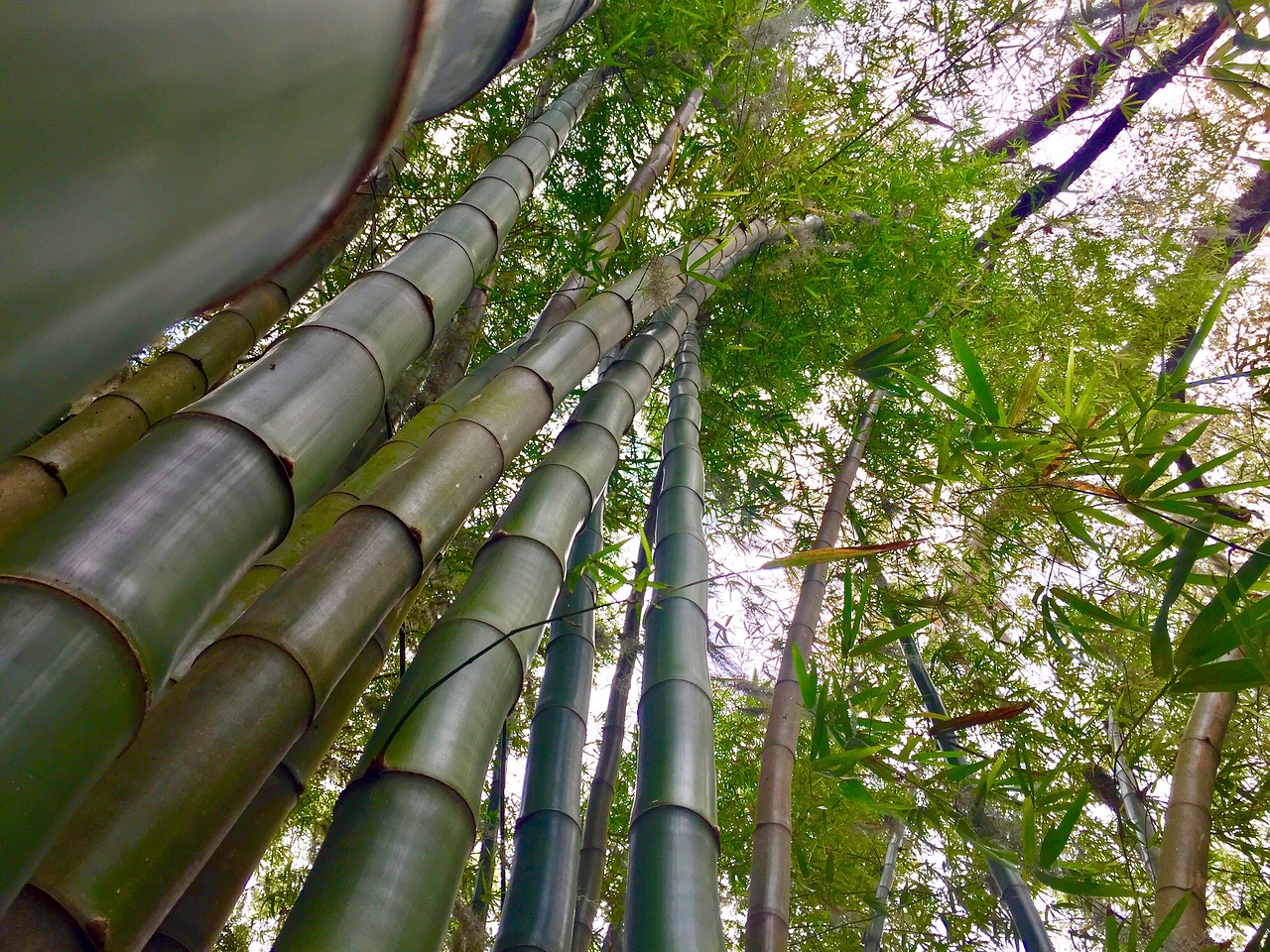 Bamboo In China