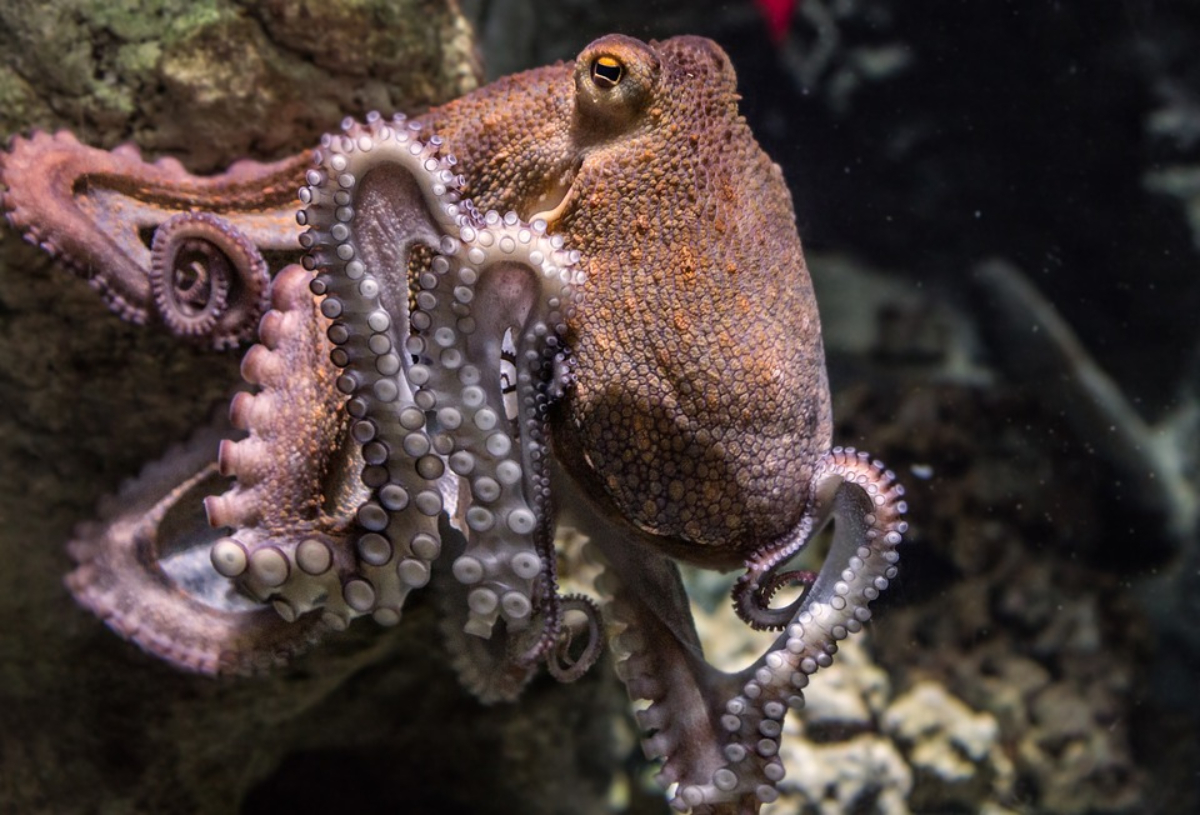 Revolutionary AI Inspired by Sea Slug and Octopus Learns to Navigate, Explore on Its Own to Overcome Obstacles