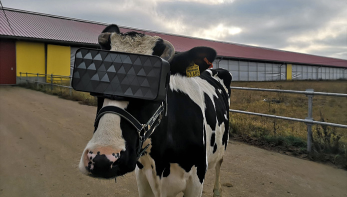 From Cows to Humans: What are the Impacts of VR Headsets? 