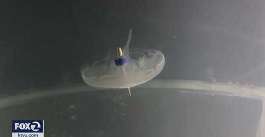 Bionic Jellyfish