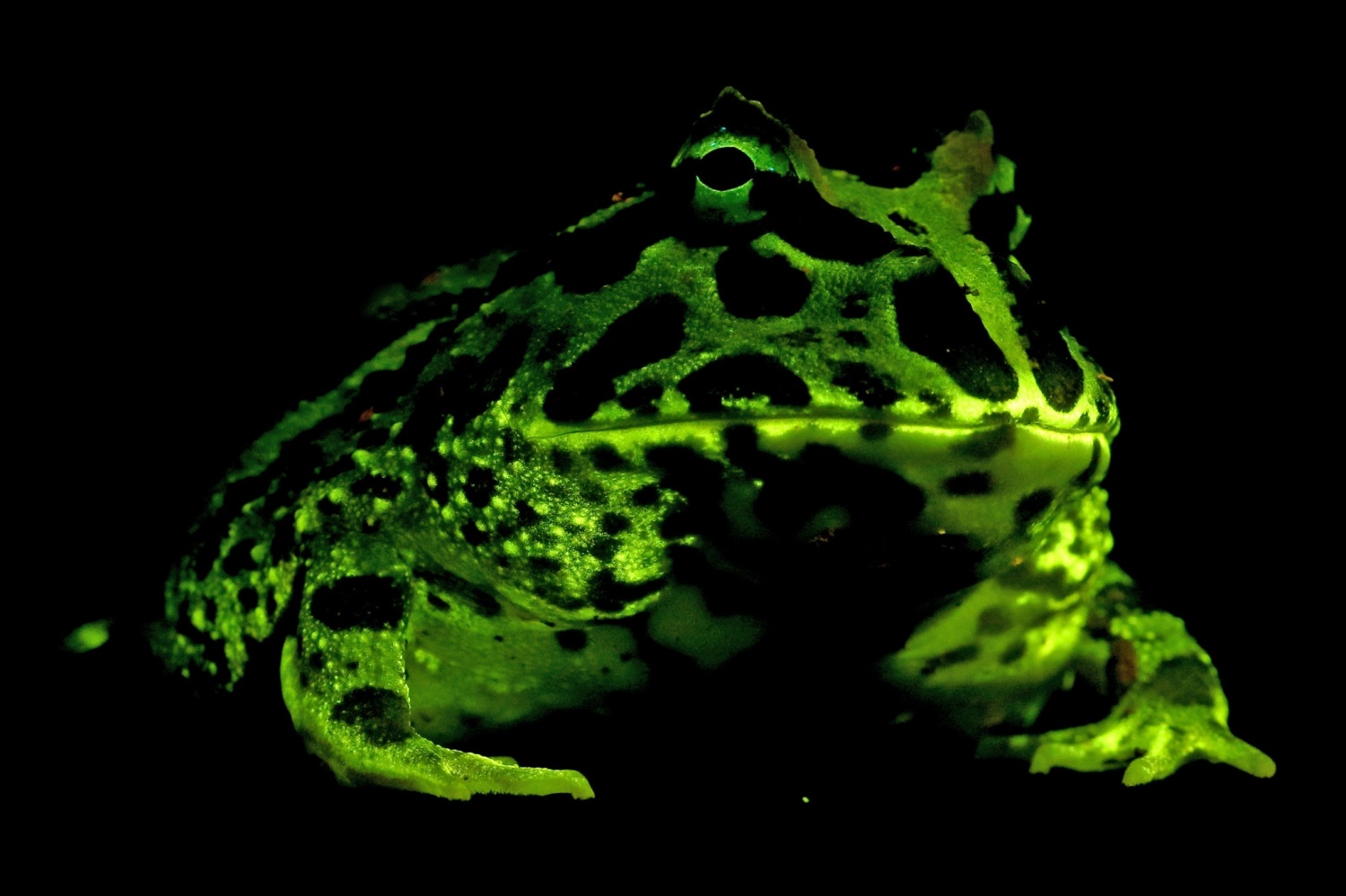 Scientists Discover SHOCKING Jellyfish Trait to Frogs and Salamanders Through UV Light! 