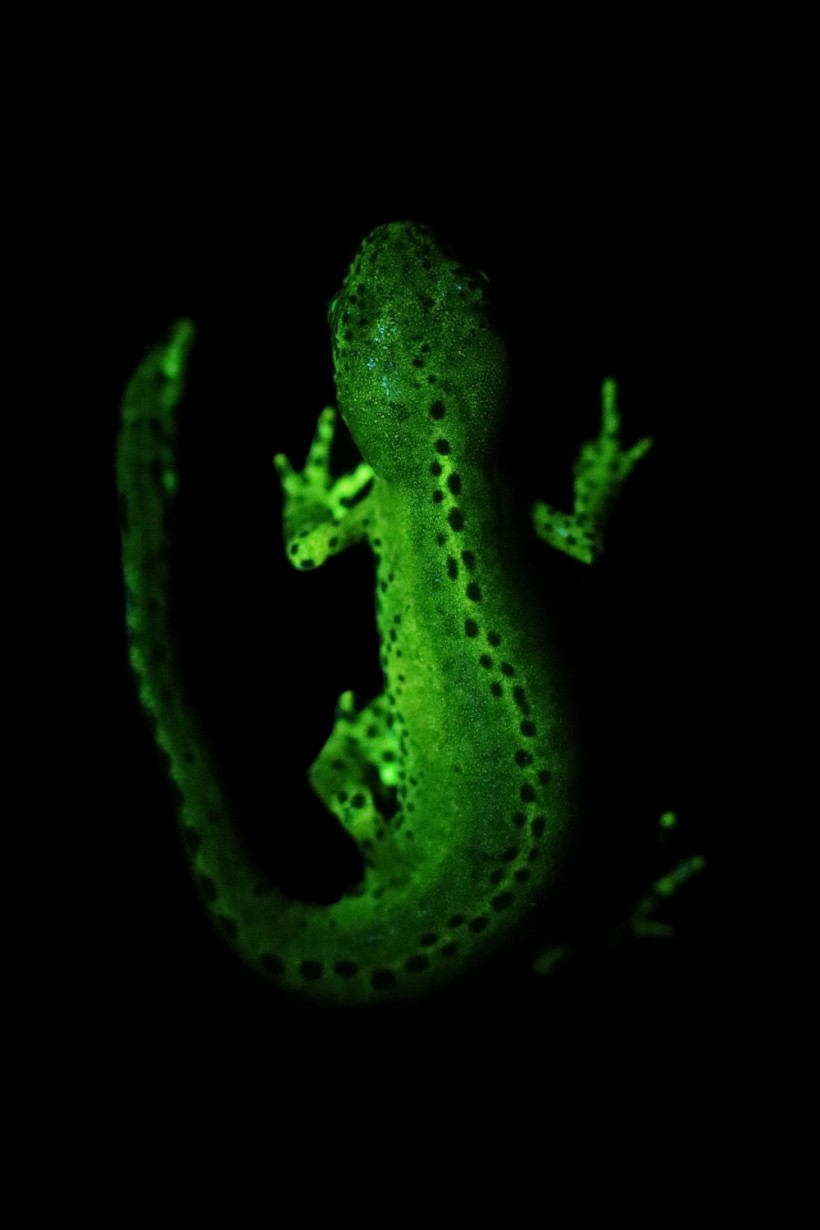 Biologists Discover SHOCKING Jellyfish Trait to Frogs and Salamanders Through UV Light!