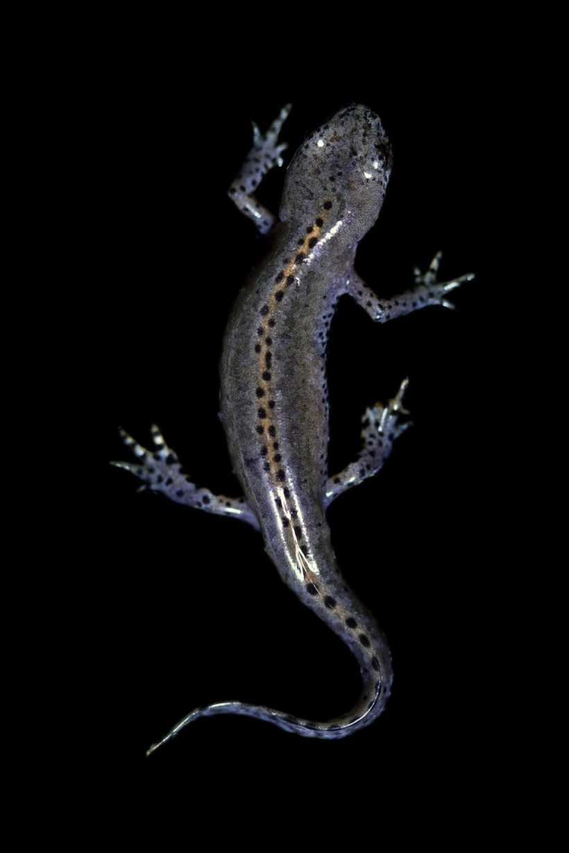 Biologists Discover SHOCKING Jellyfish Trait to Frogs and Salamanders Through UV Light!