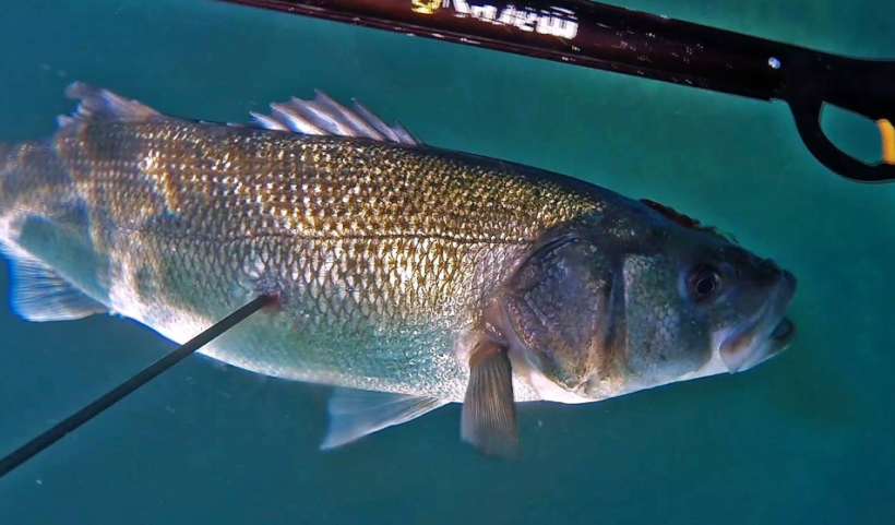 What is a Giant Sea Bass and what are Scientists Doing with It?