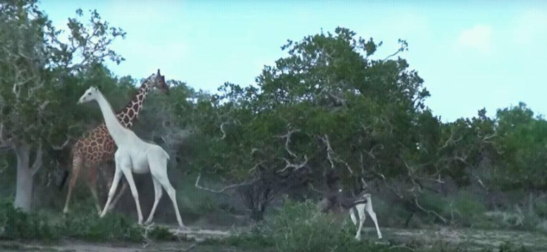 Anti-Poaching Drones in Kenya Could have Saved Rare White Giraffes Mother and Her Calf!