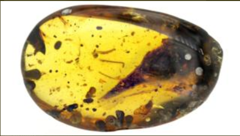 Amber Fossil
