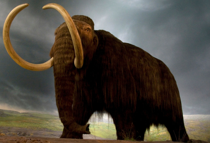 Scientists Discovered Peculiar Ice Age Animal Structure Built By Early  Humans Using 60 Mammoth Bones | Tech Times