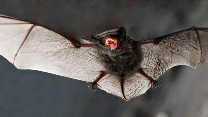 Vampire Bats