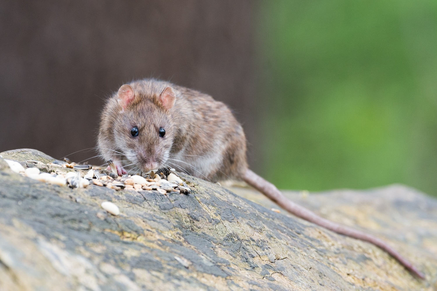 After a Hantavirus-Related Death, Will it Become the Next Pandemic? Thankfully, Experts Don't Think So