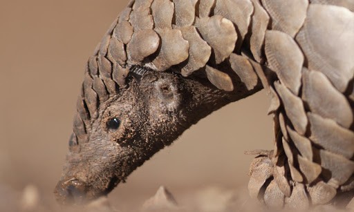 NOT BATS?: Pangolin Viruses May Have 'Missing Link' With Coronavirus But Experts Say Otherwise