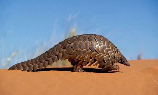 NOT BATS?: Pangolin Viruses May Have 'Missing Link' With Coronavirus But Experts Say Otherwise
