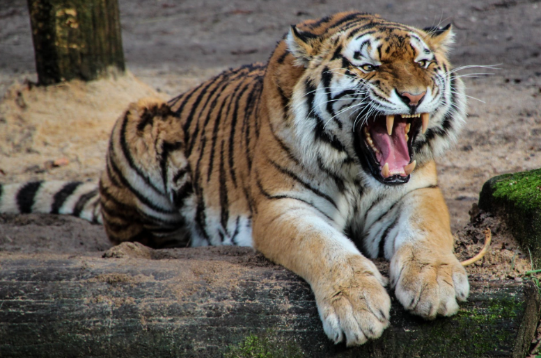 covid tiger