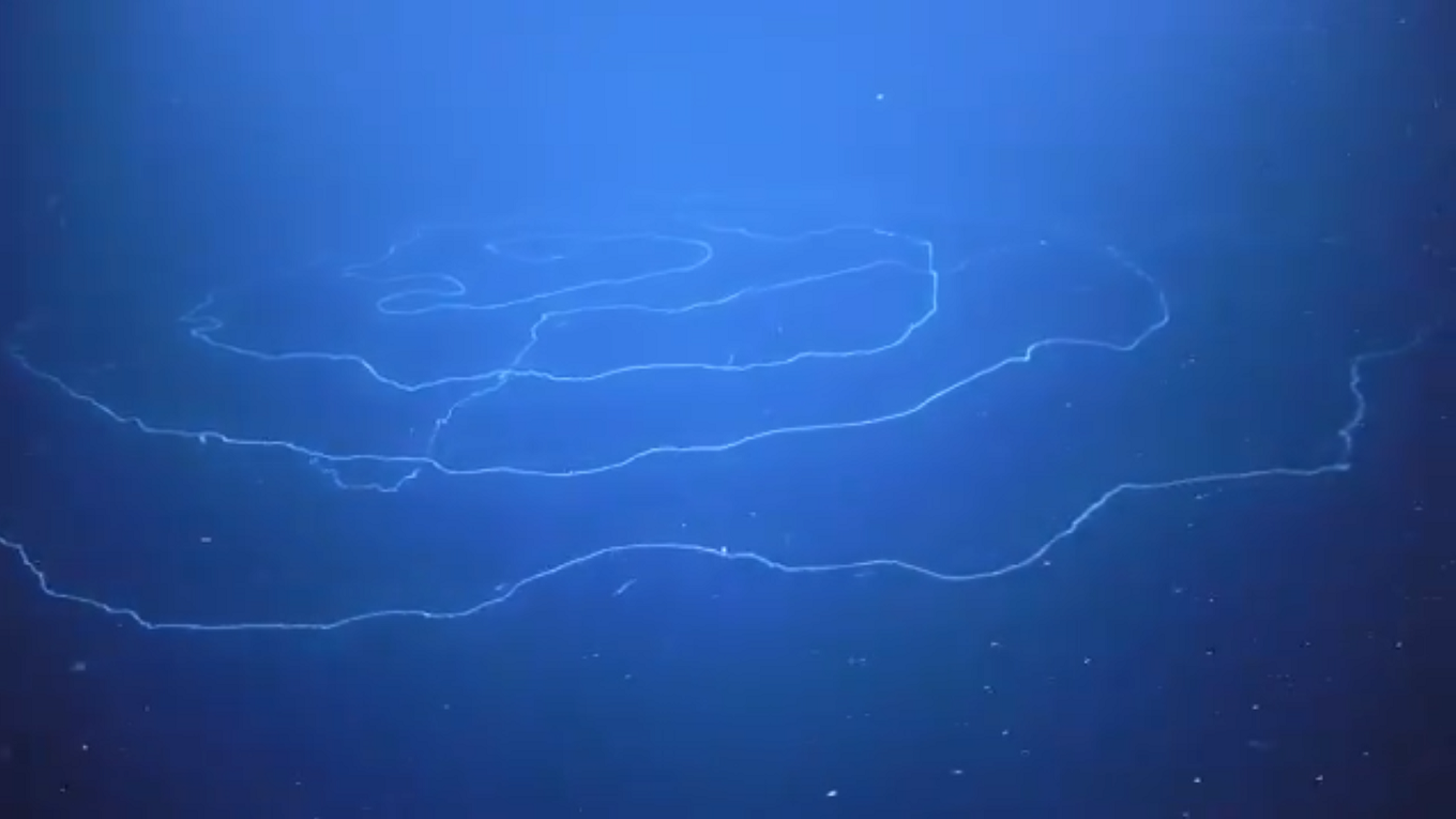 LOOK! This Bizarre 150-Foot-Long Sea Creature is Blowing Scientist's Minds!