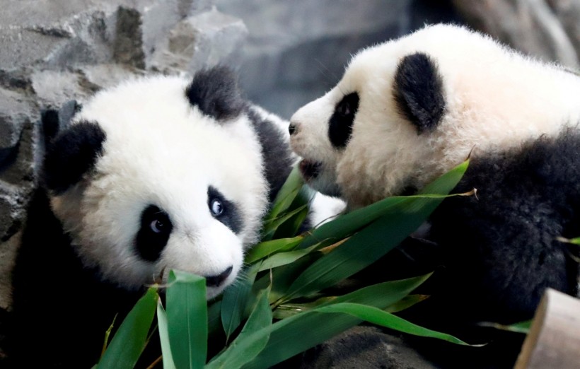 Panda twin cubs Paule (Meng Yuan) and Pit (Meng Xiang) are seen during their first appearence in their enclosure at the Berlin Zoo in Berlin