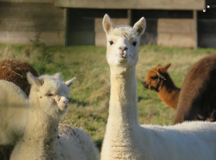 COVID-19 Treatment Might Come From Llama’s Antibodies, Study Suggests