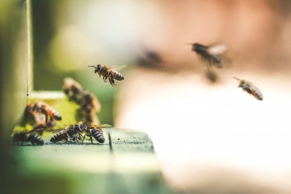 A Chronic Viral Disease Silently Kills Honey Bees Causing Weird