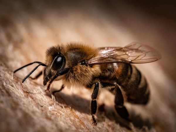 Chronic viral disease silently kills honey bees causing strange