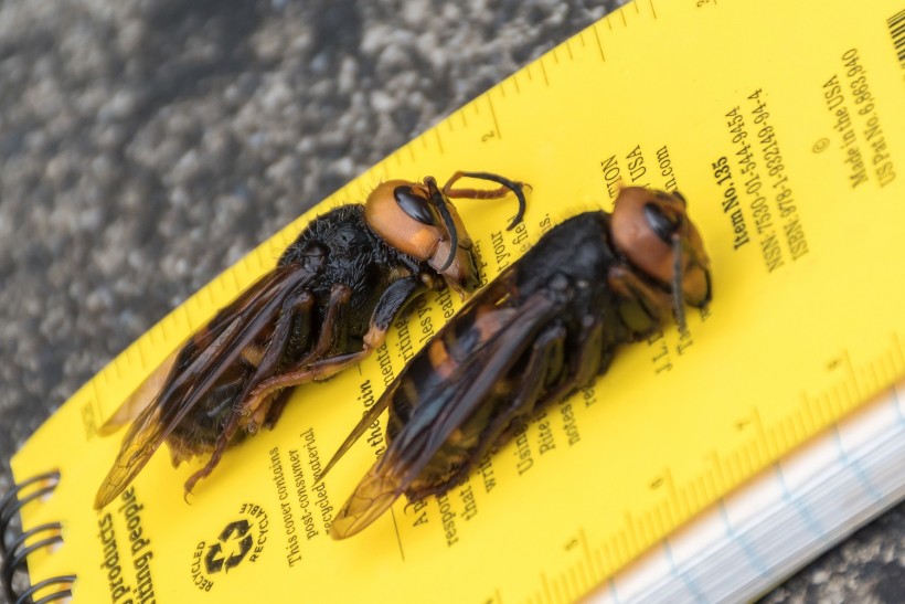 Asian Giant Hornets caught in a trap lie on a notepad near Blaine