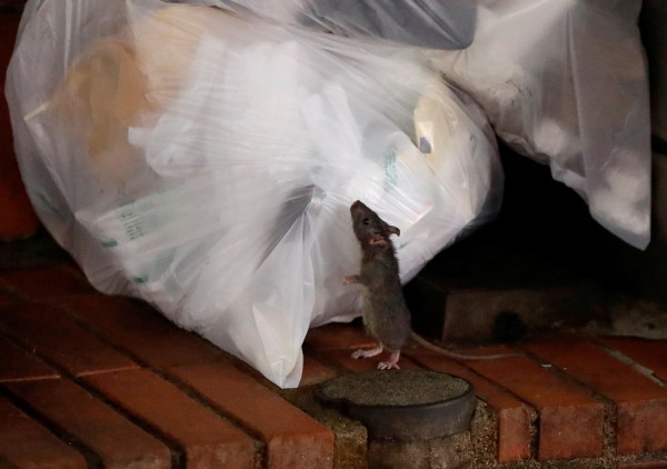 A rat tries to feed off garbage in Kabukicho nightlife district, during a state of emergency to fight the coronavirus disease outbreak, in Tokyo
