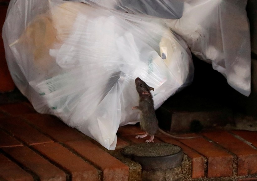 A rat tries to feed off garbage in Kabukicho nightlife district, during a state of emergency to fight the coronavirus disease outbreak, in Tokyo