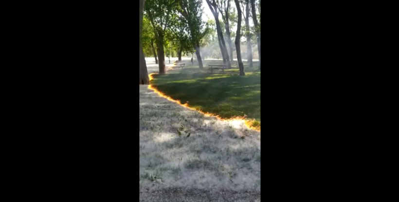 [VIRAL VIDEO] Mysterious Fire Caught in a Spanish Park Leaving Trees and Grass Untouched 