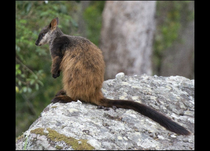 Brush-tailed rock-wallaby (Petrogale penicillata), endangered species